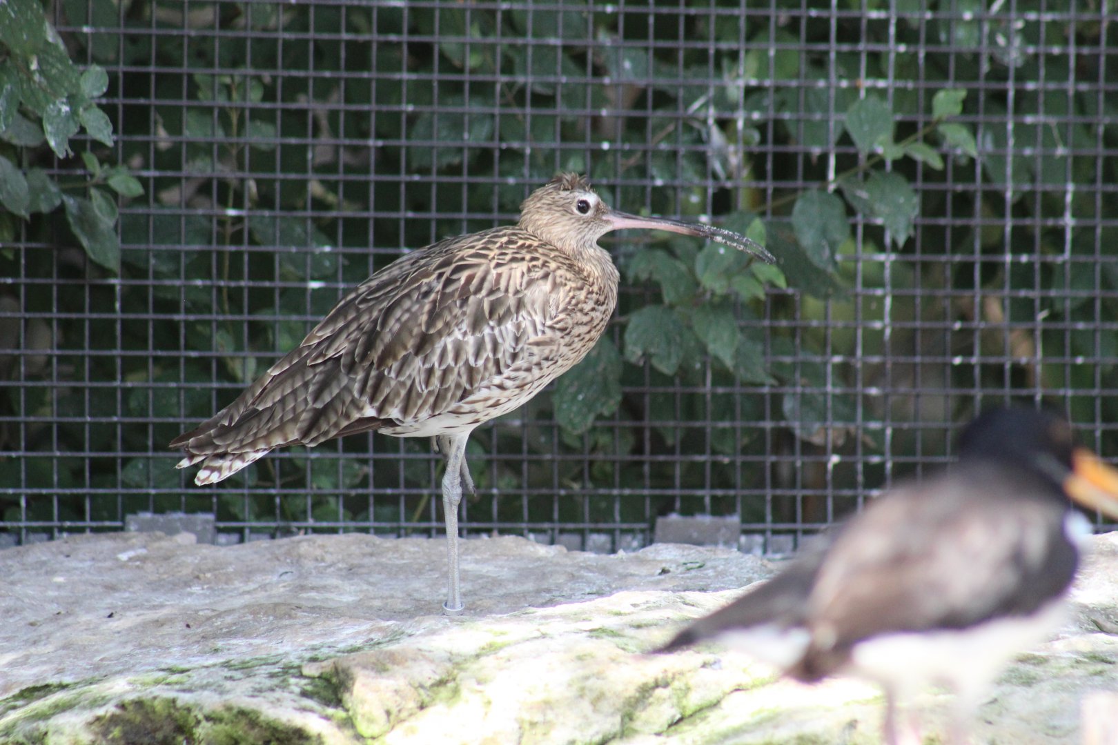 Eurasian Curlew