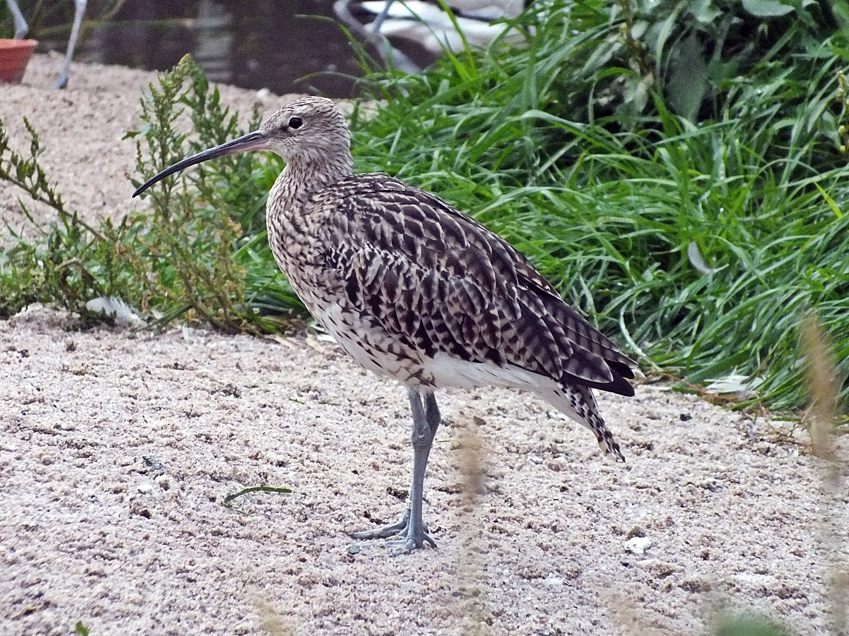 Eurasian curlew