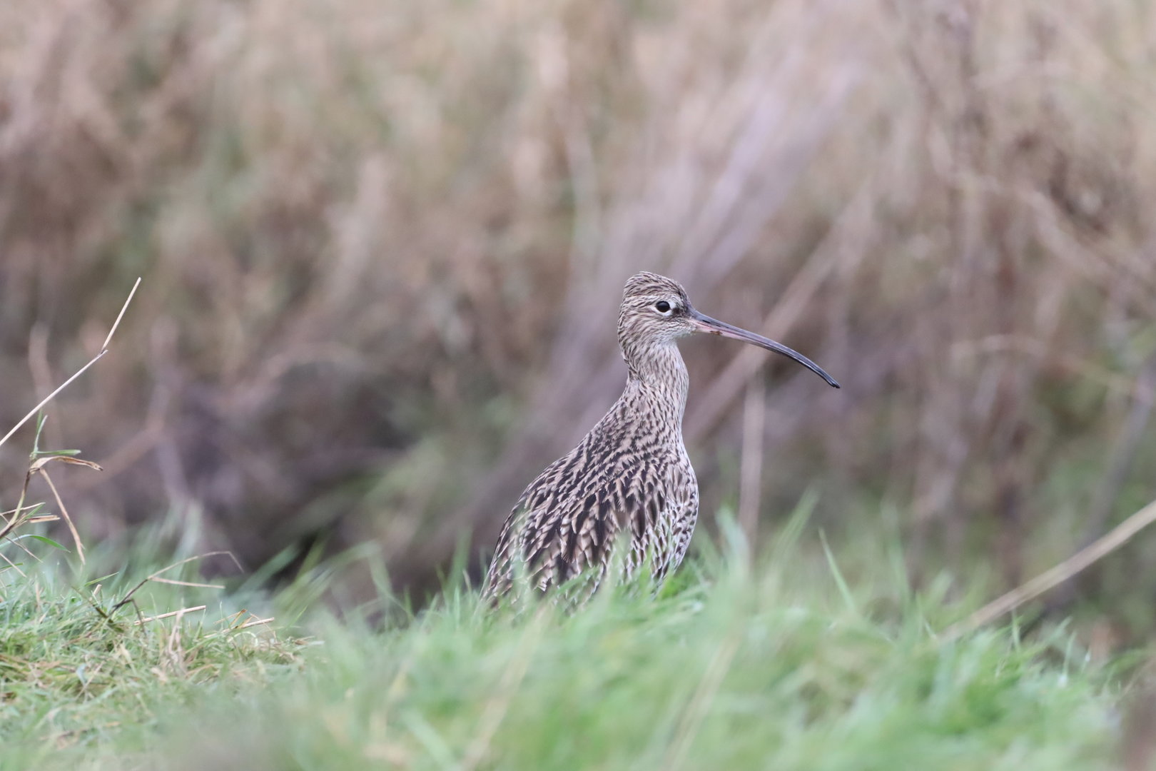 Eurasian Curlew