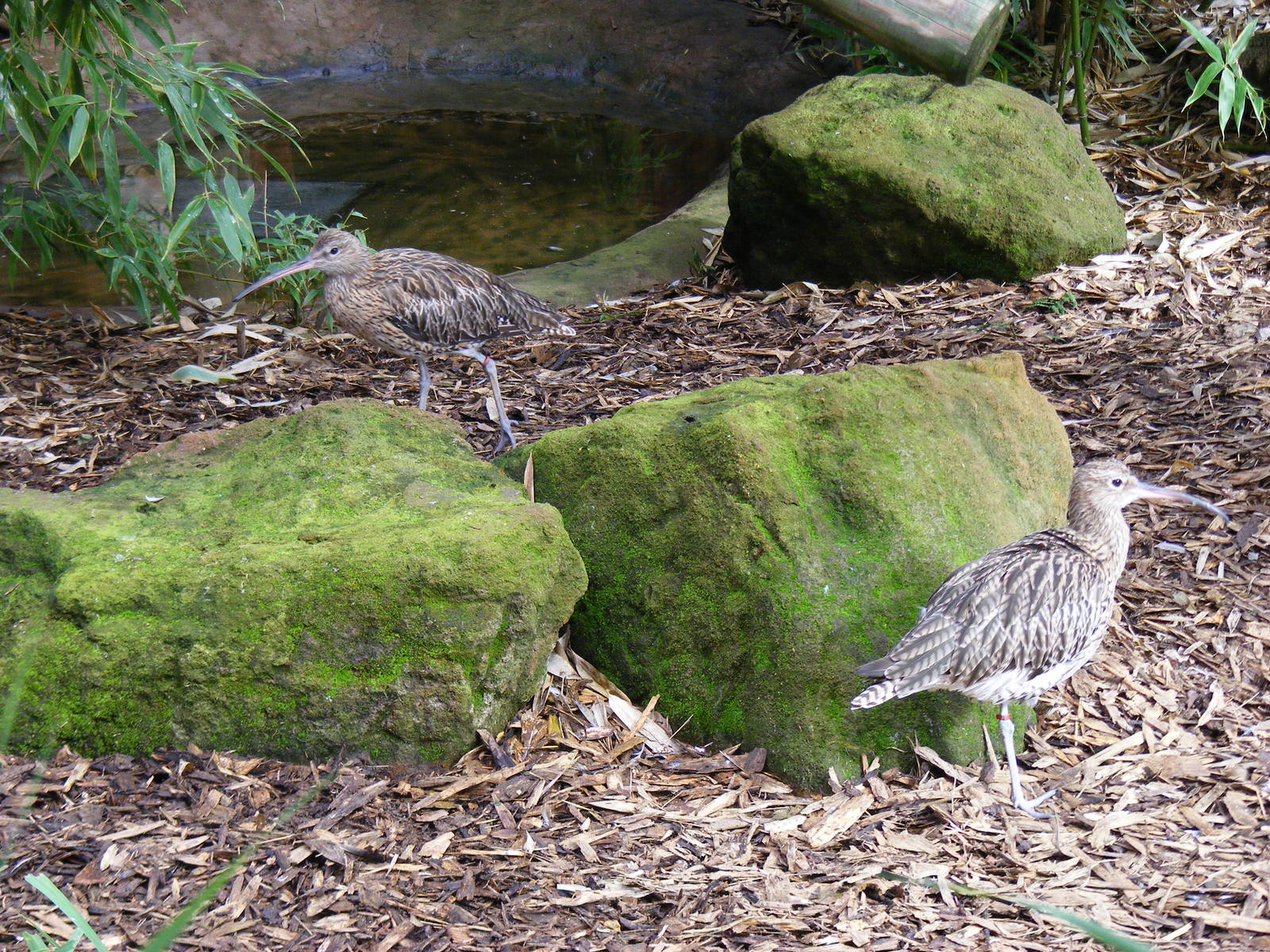 Eurasian curlews at Colchester Zoo, 17 September 2010