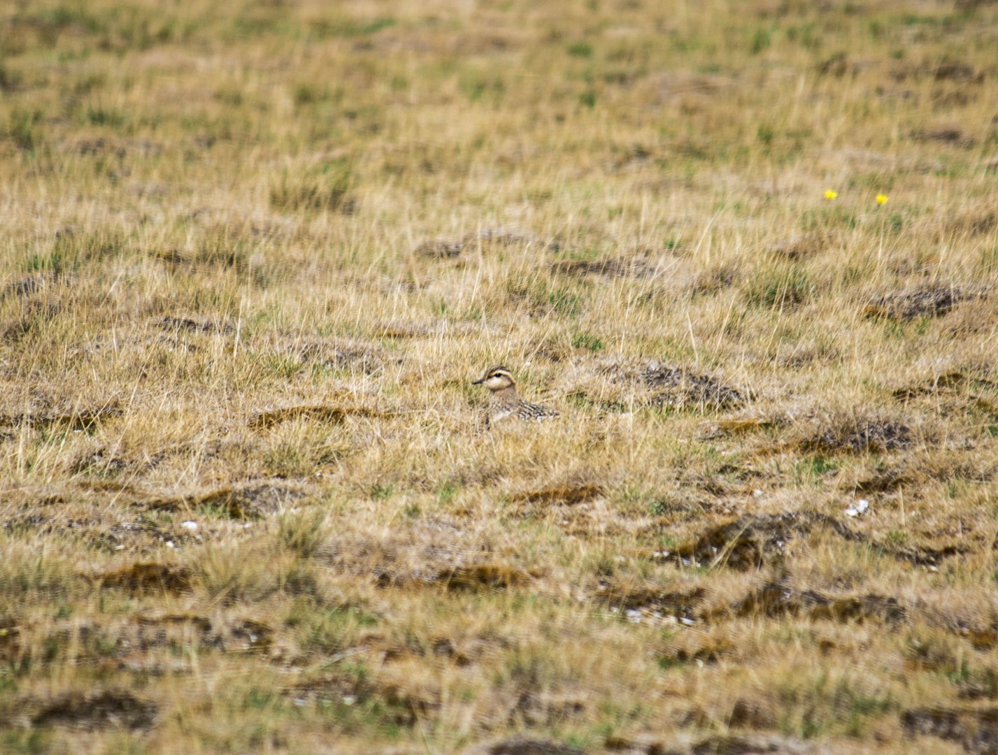 Eurasian dotterel, Eudromias morinellus