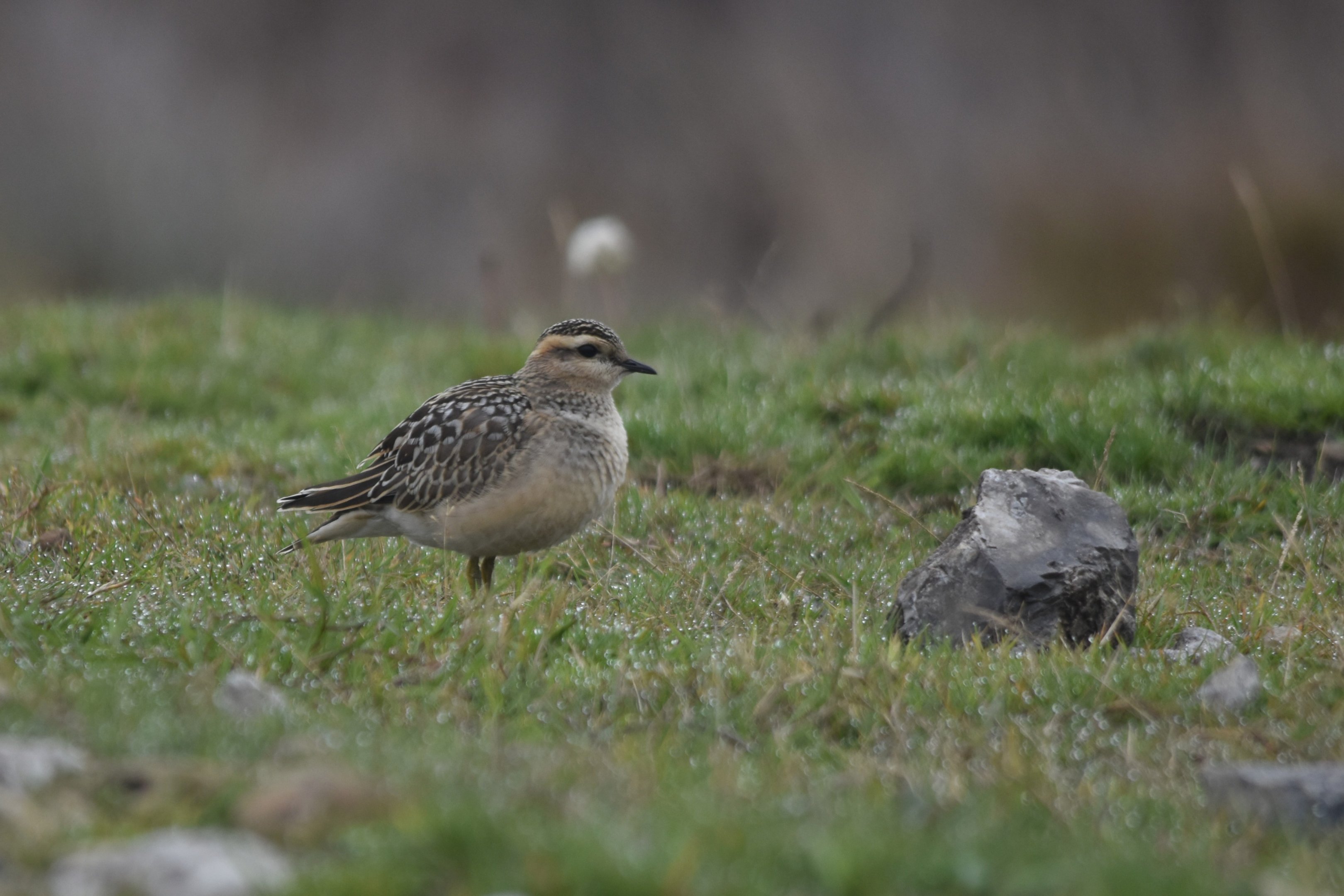 Eurasian Dotterel, Fox House, Derbyshire - 14th September 2025