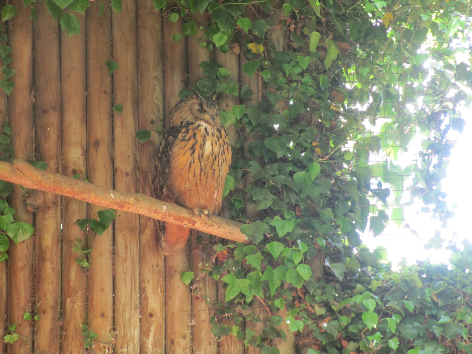 Eurasian Eagle Owl - 06/06/15