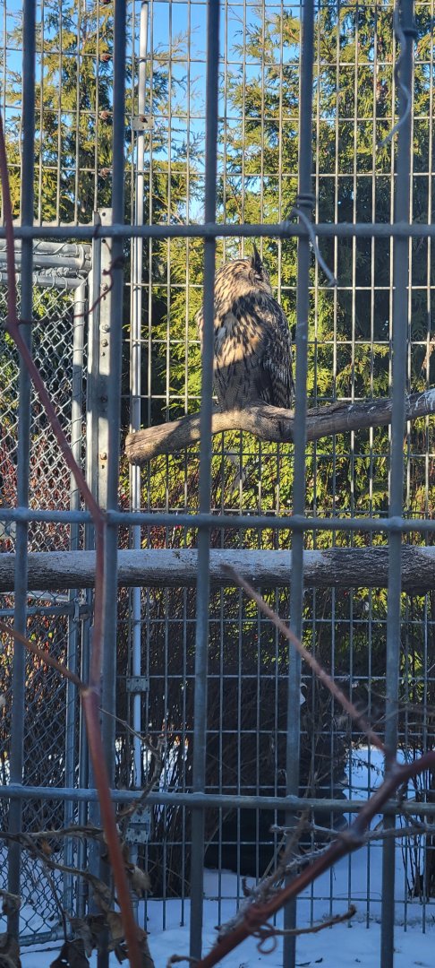 Eurasian Eagle-Owl (1/25/25)