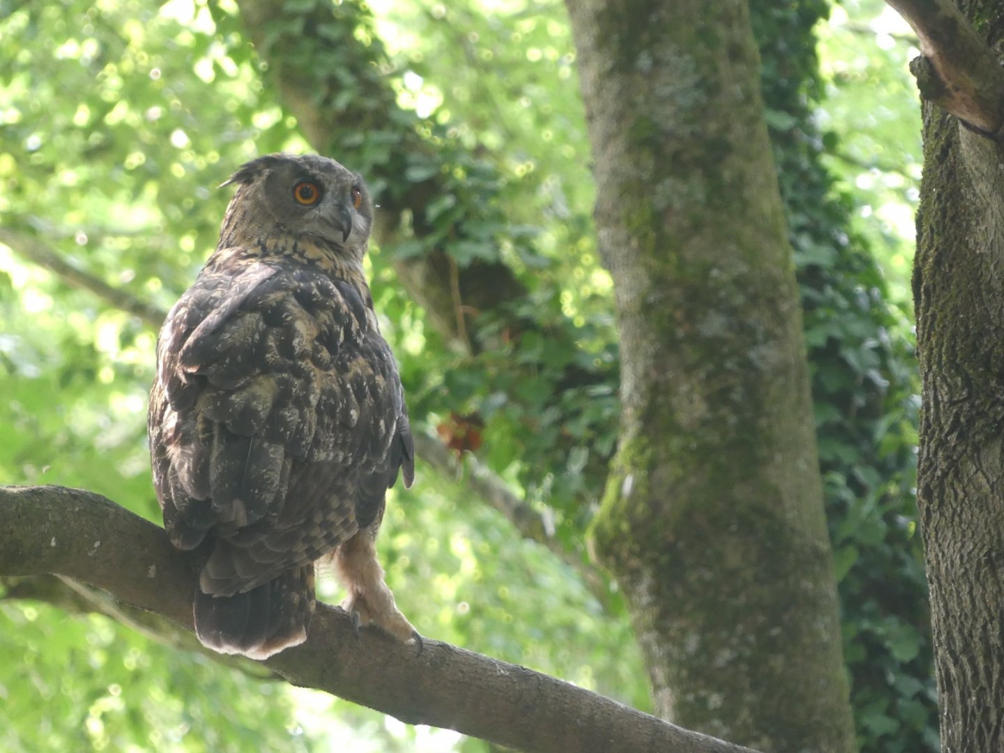 Eurasian Eagle Owl - 18.08.24