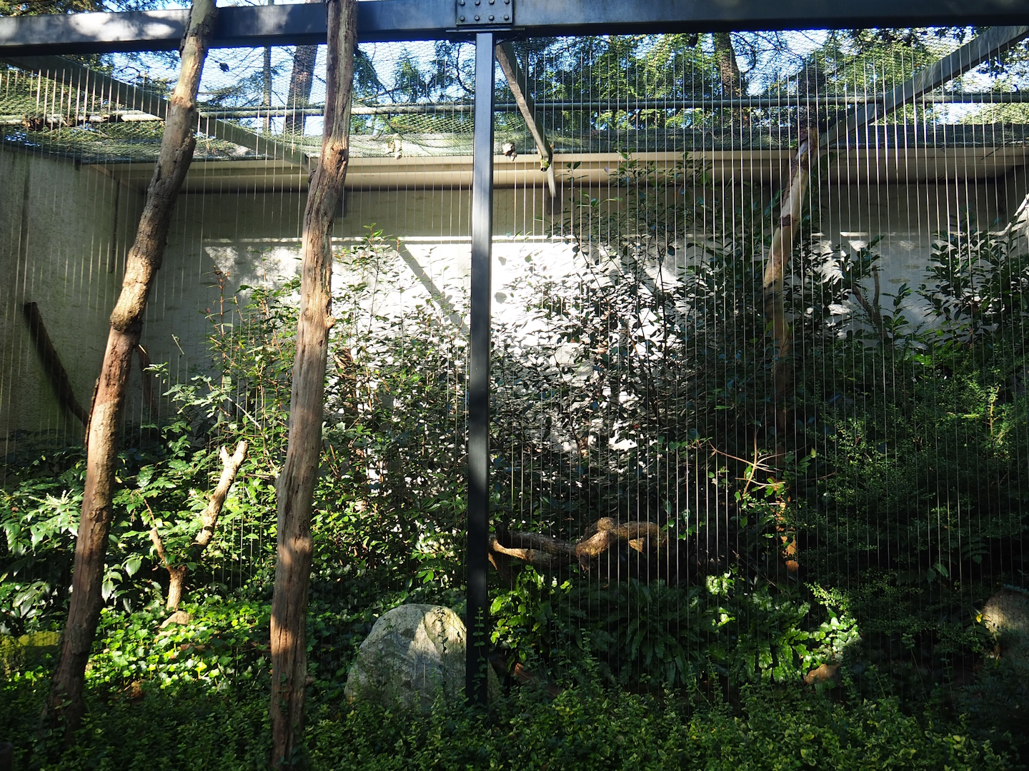 Eurasian eagle-owl, 2023-09-24