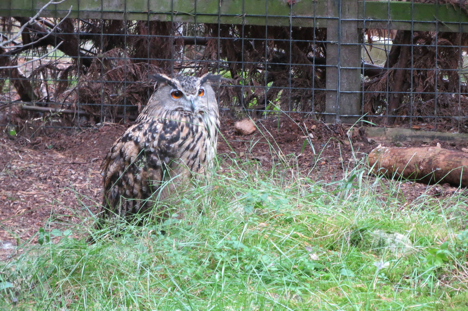 Eurasian Eagle Owl 250815
