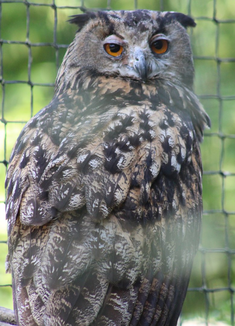 Eurasian eagle-owl - adult