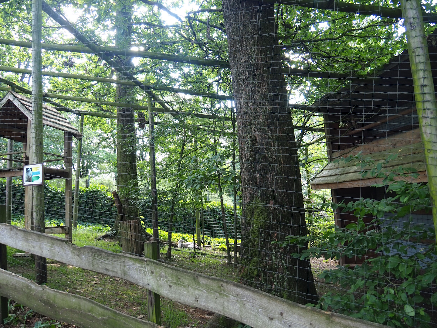Eurasian eagle-owl and Western Eurasian griffon vulture aviary, 2023-06-24