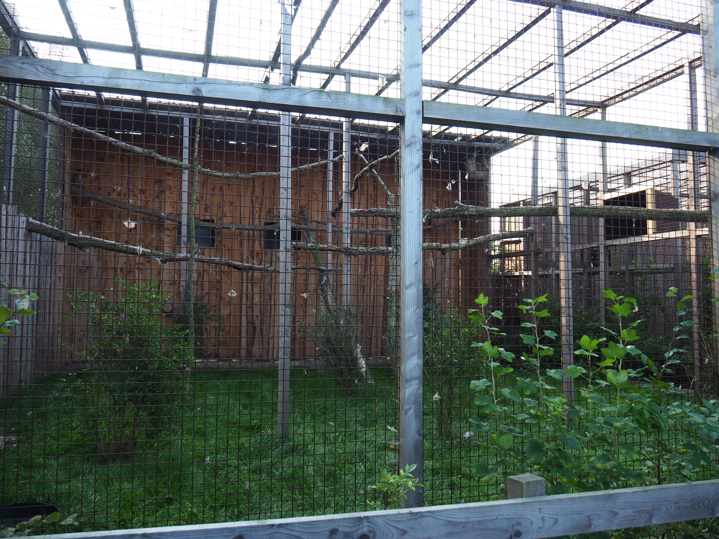 Eurasian eagle-owl and Western Siberian eagle-owl aviary, 2020-09-12