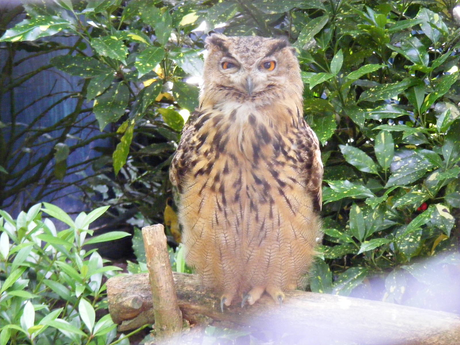 Eurasian eagle owl at Birdworld, 20 June 2010