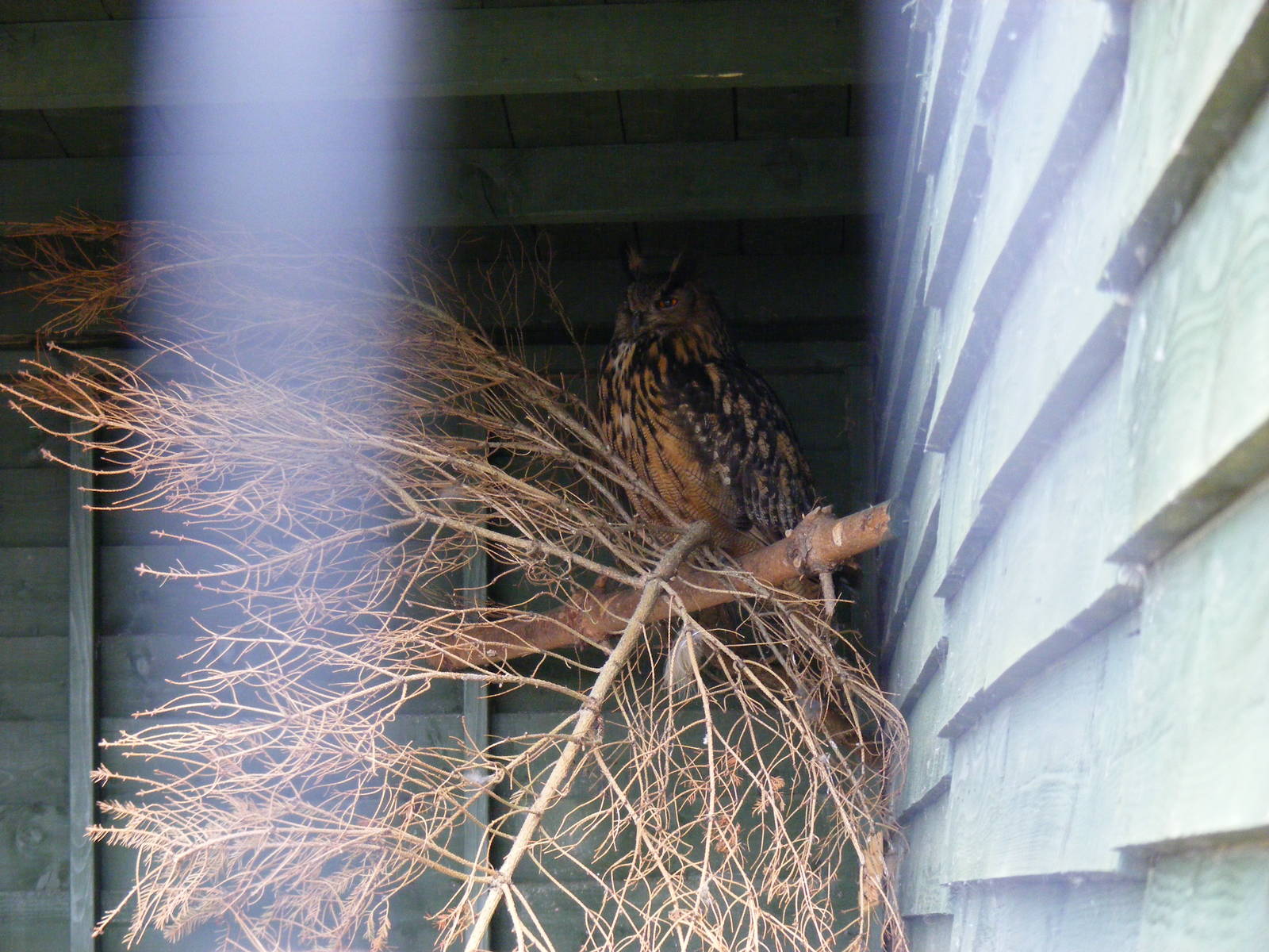 Eurasian eagle owl at Fife Animal Park, 18 May 2010
