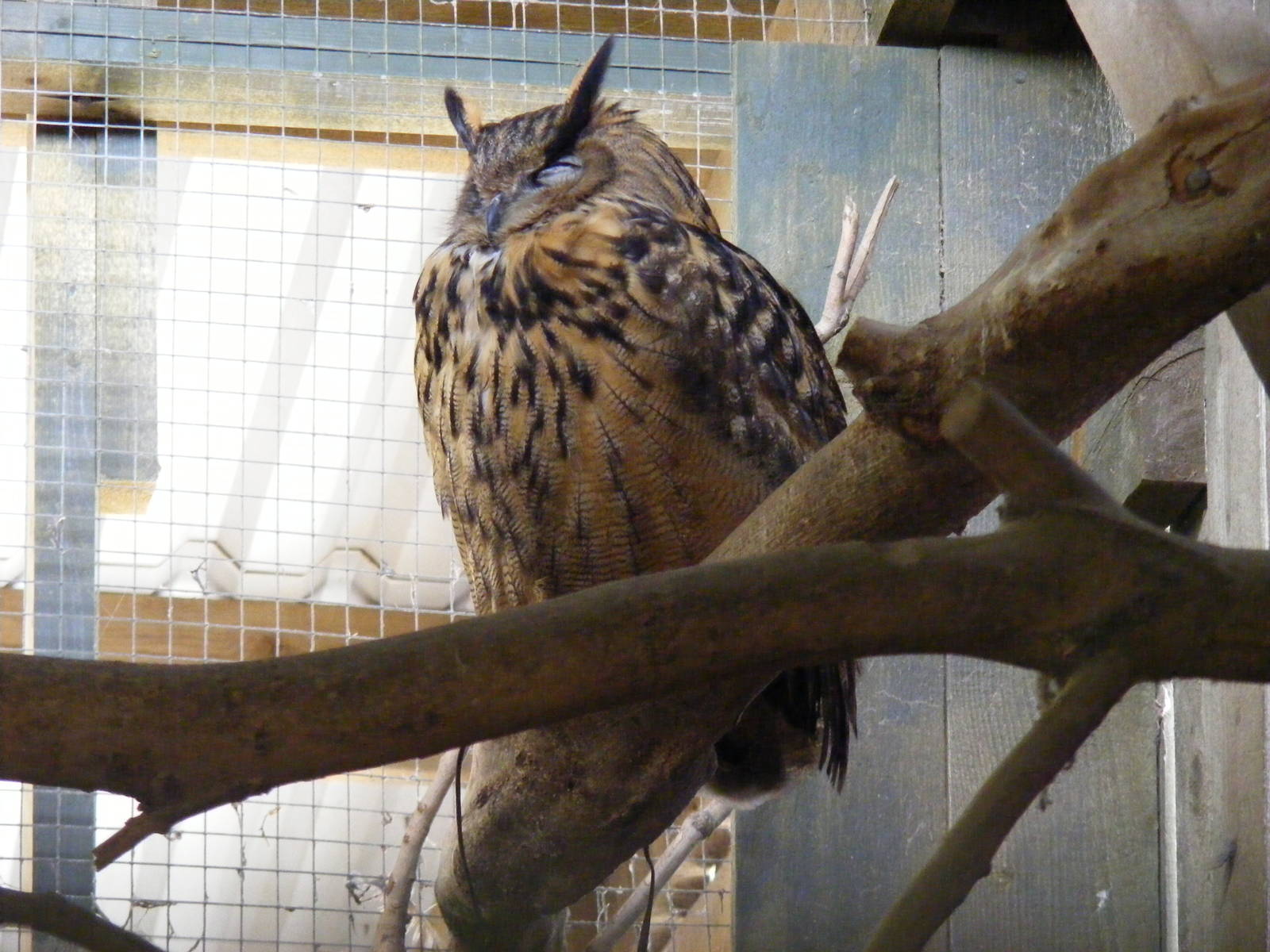 Eurasian eagle owl at Noah's Ark Zoo Farm, 31 July 2010
