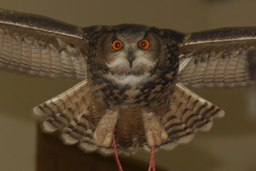 Eurasian Eagle Owl at Pafos Zoo 2/11/12