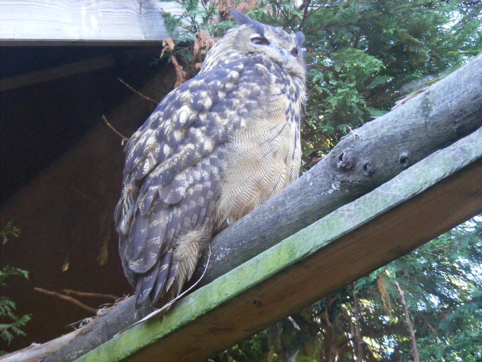 Eurasian eagle owl at Tropical Wings, 13 September 2011