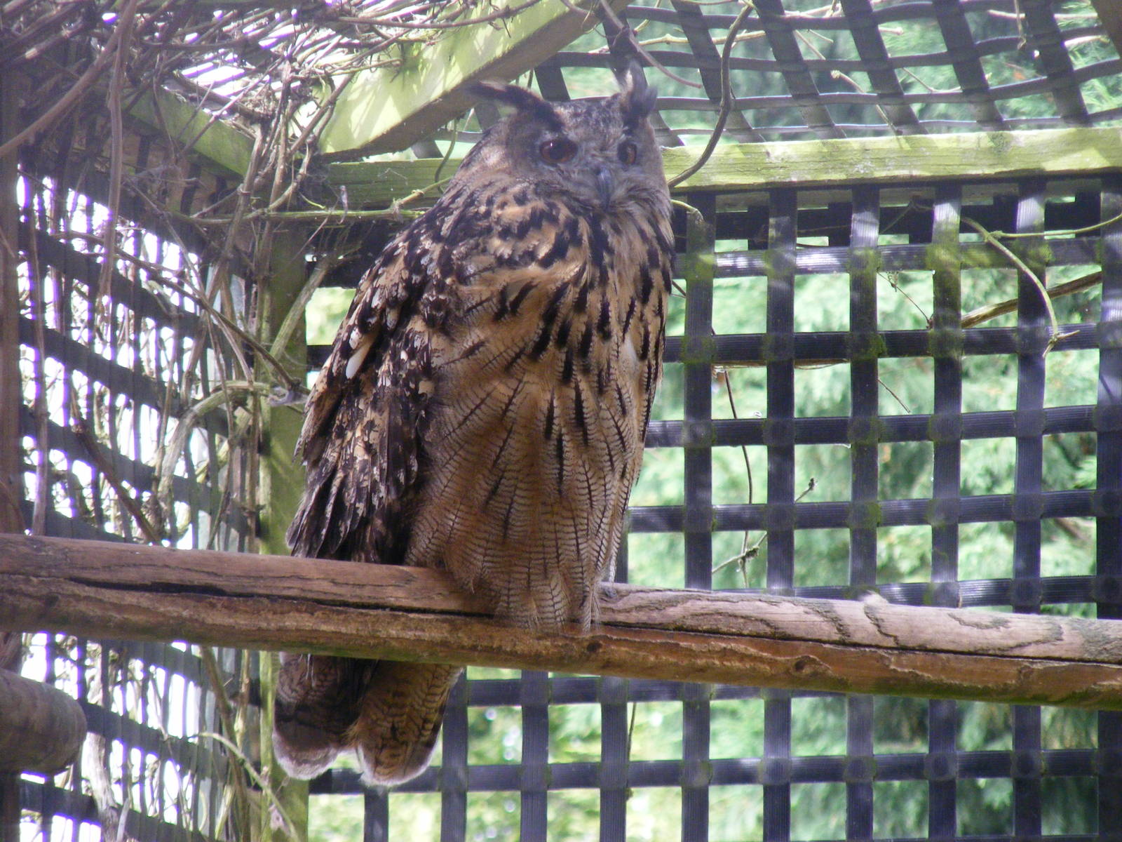 Eurasian eagle owl at Wingham Wildlife Park, 15 August 2010