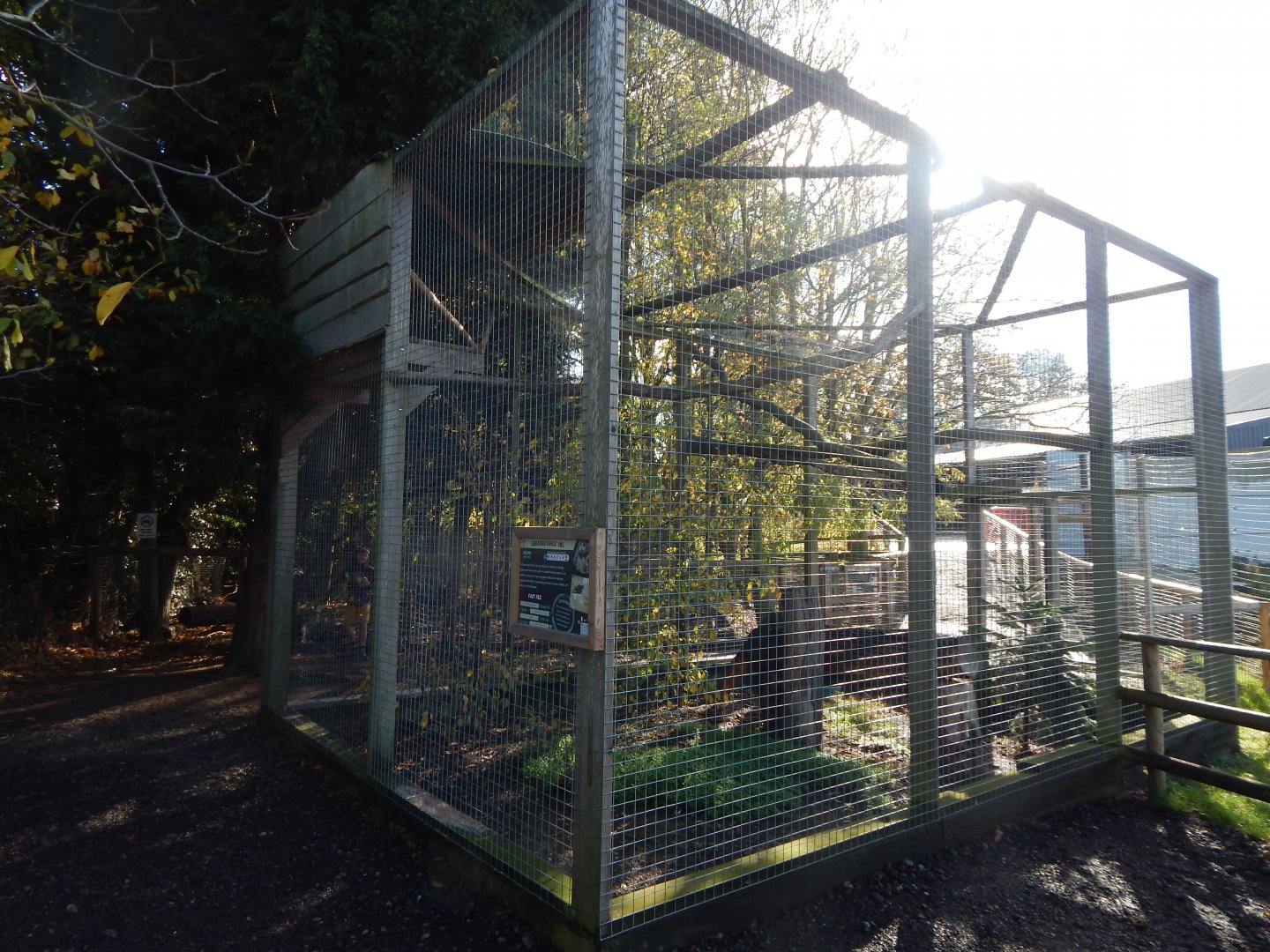 Eurasian eagle owl aviary 021125