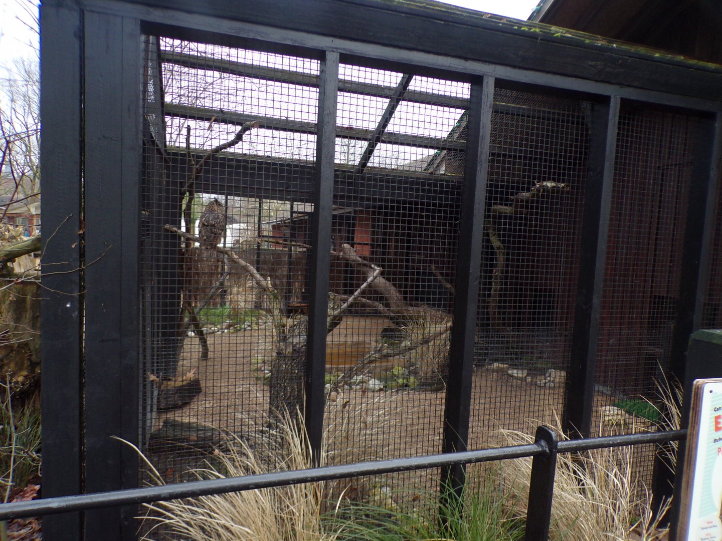 Eurasian eagle owl aviary 11.2.25