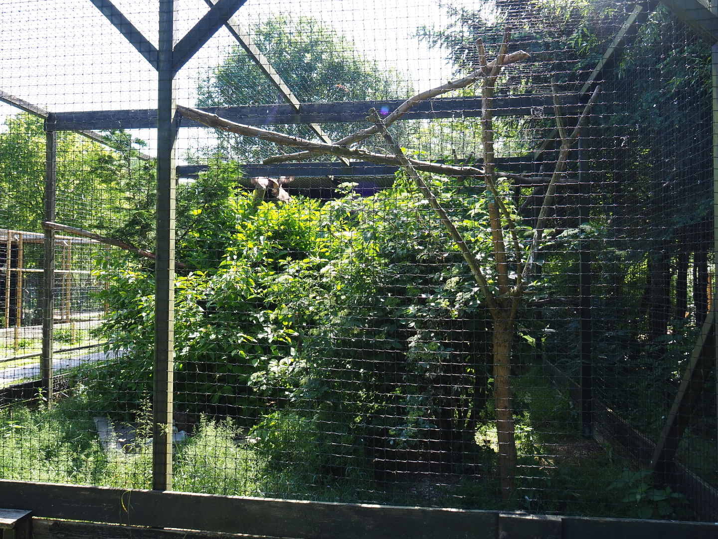 Eurasian eagle owl aviary, 2019-06-01