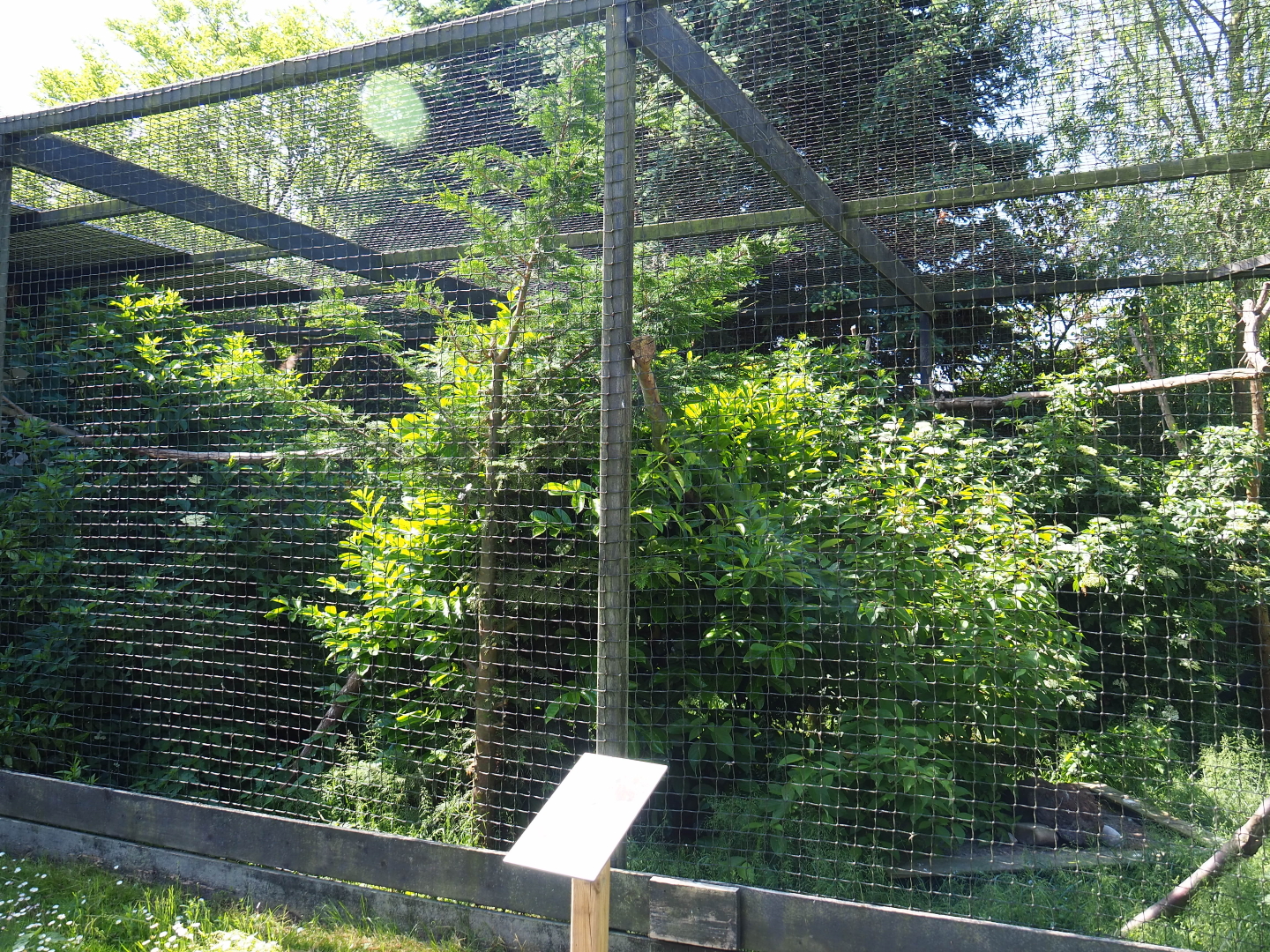 Eurasian eagle owl aviary, 2019-06-01