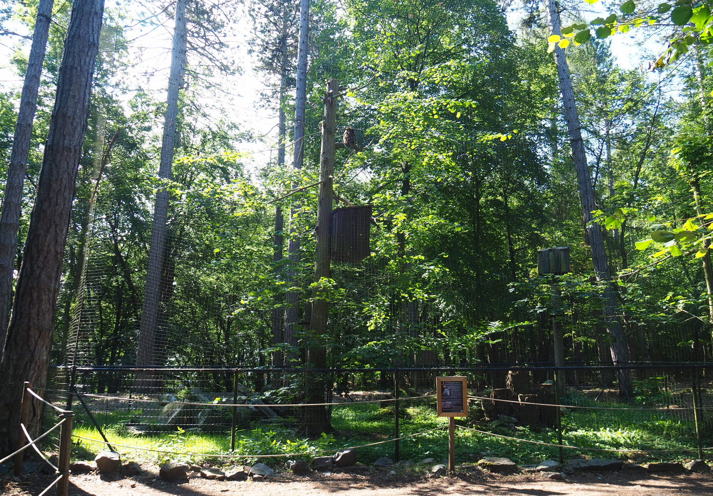 Eurasian eagle owl aviary, 2020-07-12