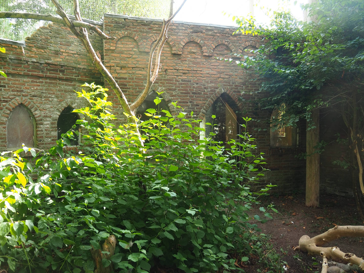 Eurasian eagle owl aviary, 2022-08-28