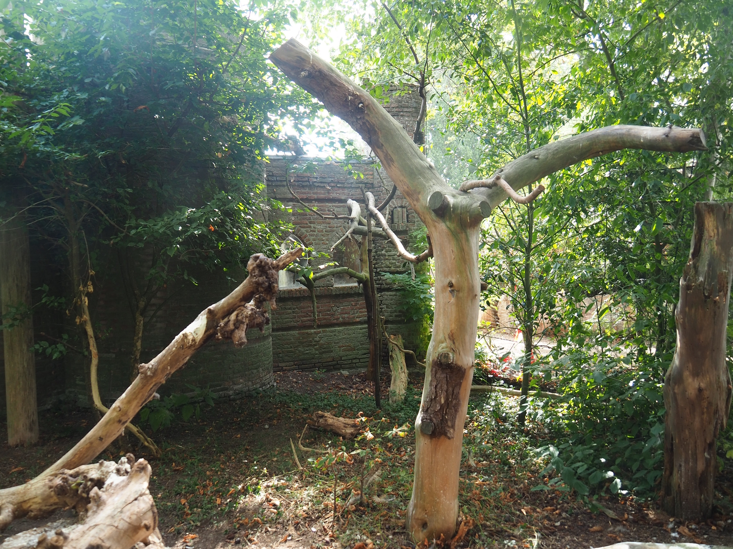 Eurasian eagle owl aviary, 2022-08-28