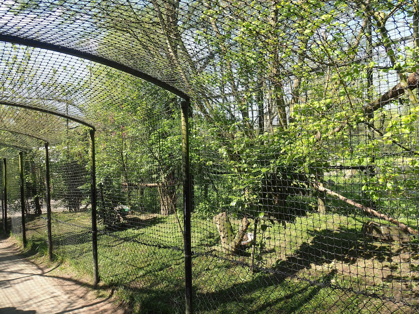 Eurasian eagle-owl aviary, 2023-04-30