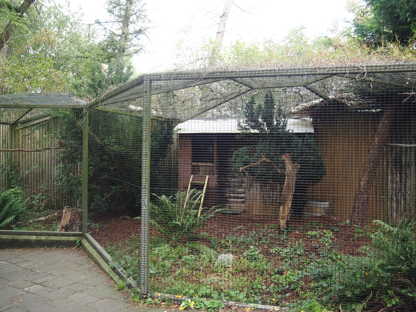 Eurasian eagle owl aviary, 2023-10-13