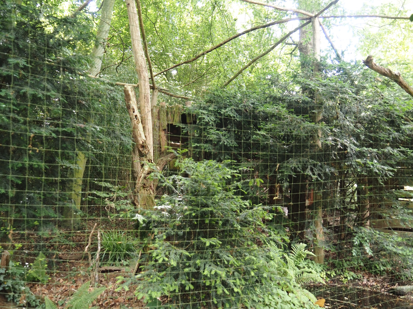Eurasian eagle owl aviary, 2025-05-22