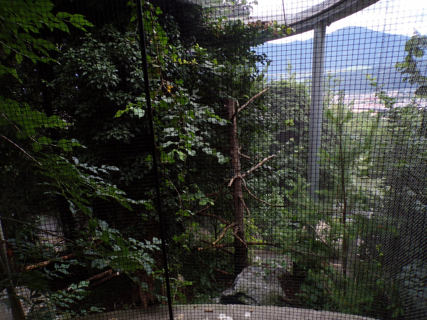 Eurasian eagle owl aviary 9.7.25