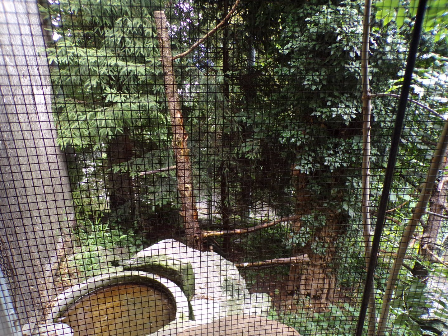Eurasian eagle owl aviary 9.7.25