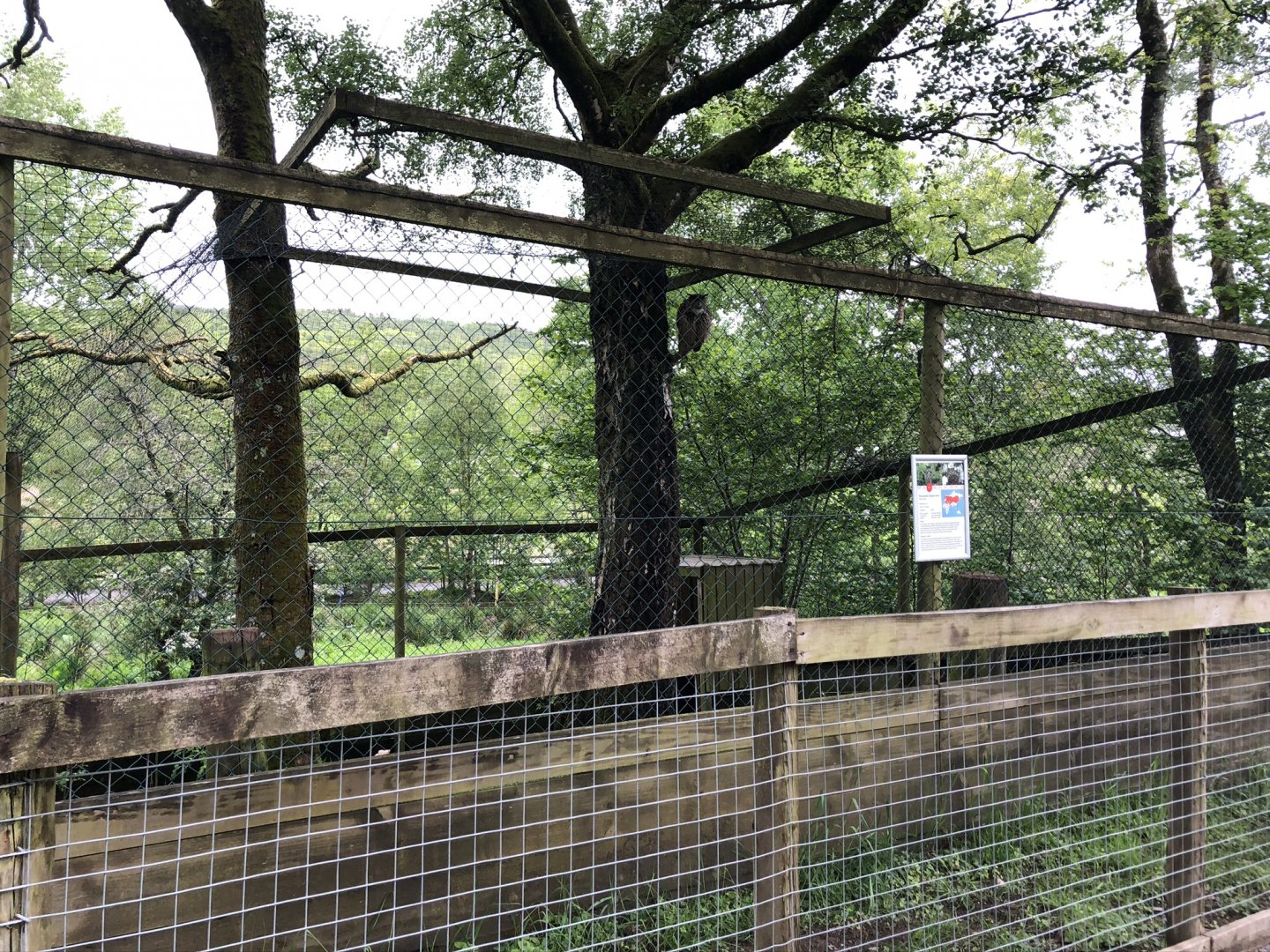 Eurasian Eagle-owl Aviary at Lake District Wildlife Park (May 2019)