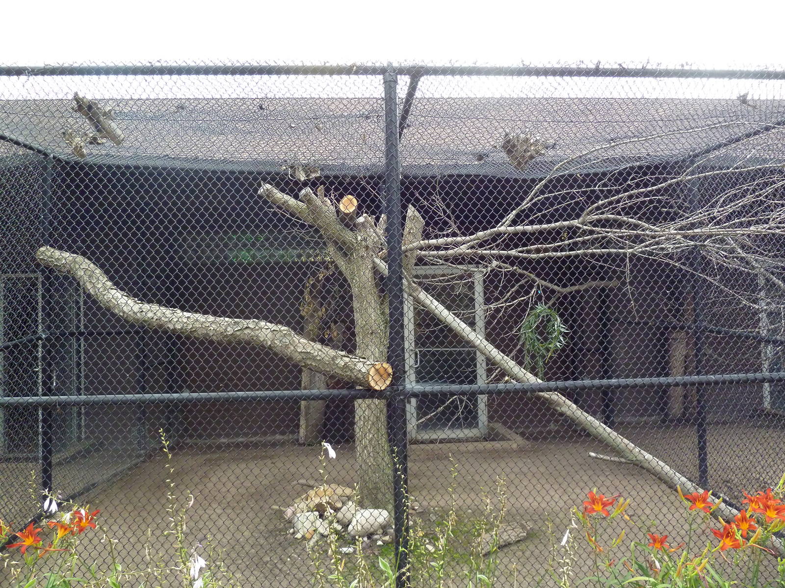 Eurasian Eagle Owl Aviary