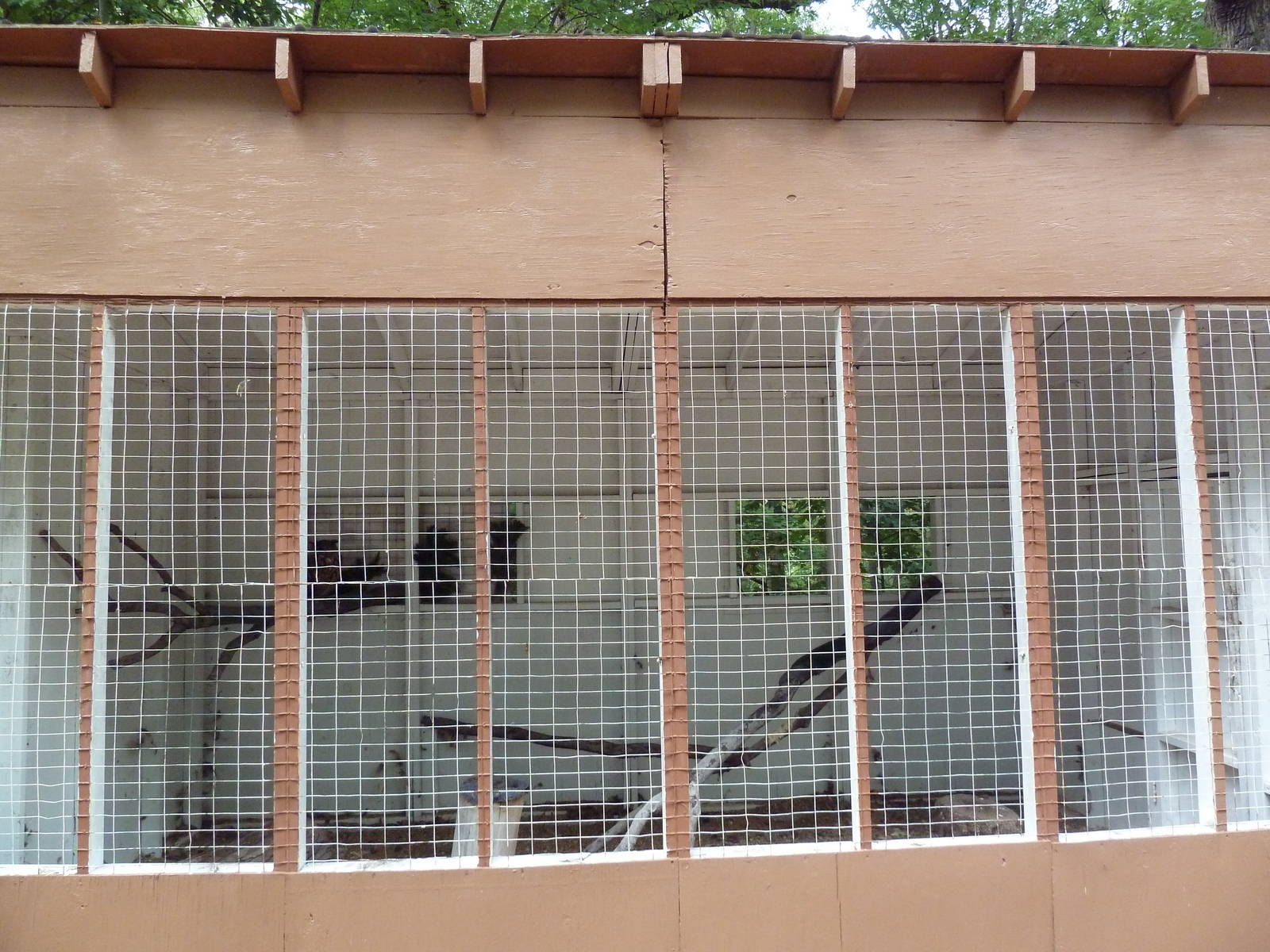 Eurasian Eagle Owl Aviary