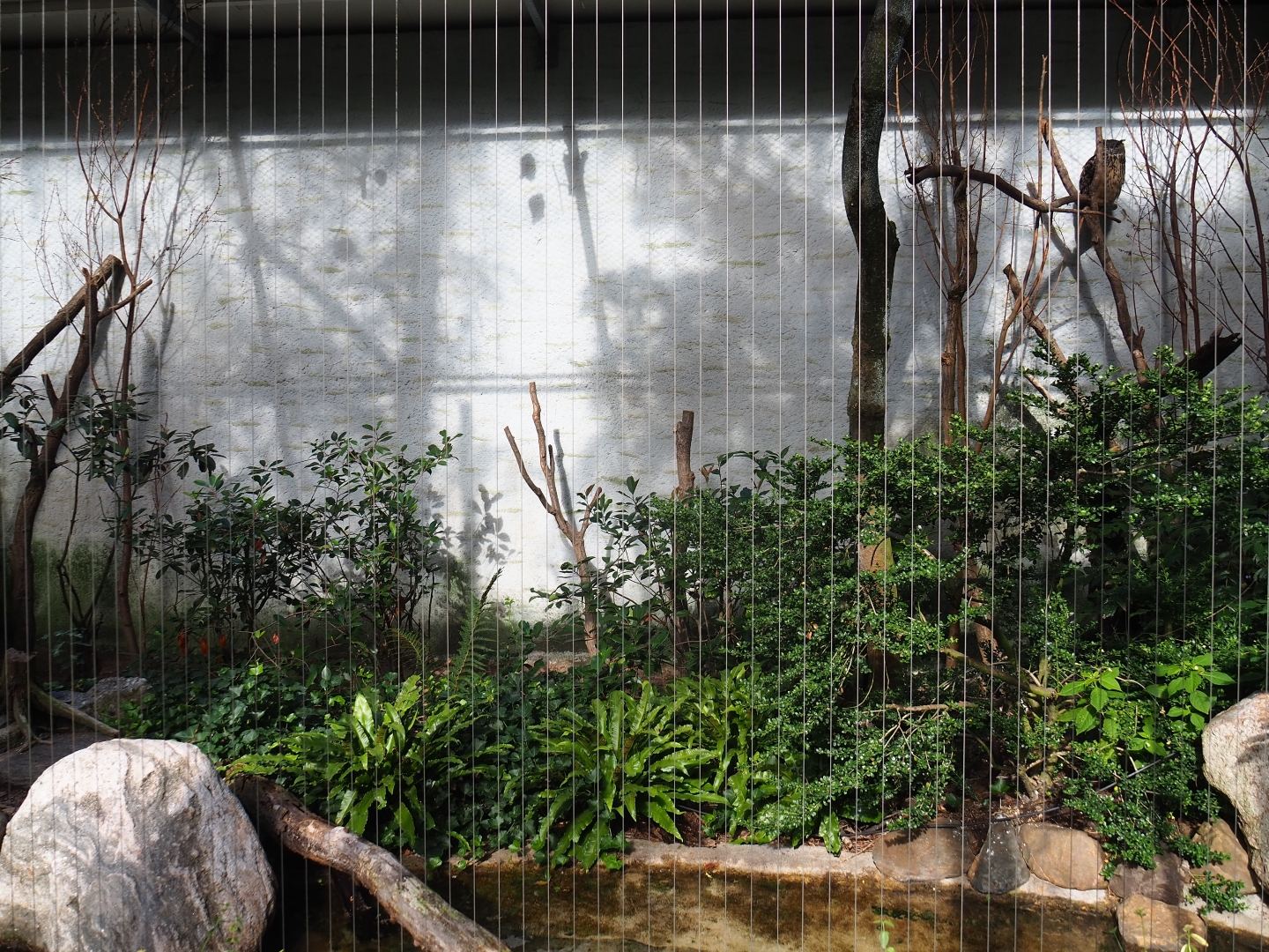 Eurasian eagle-owl aviary