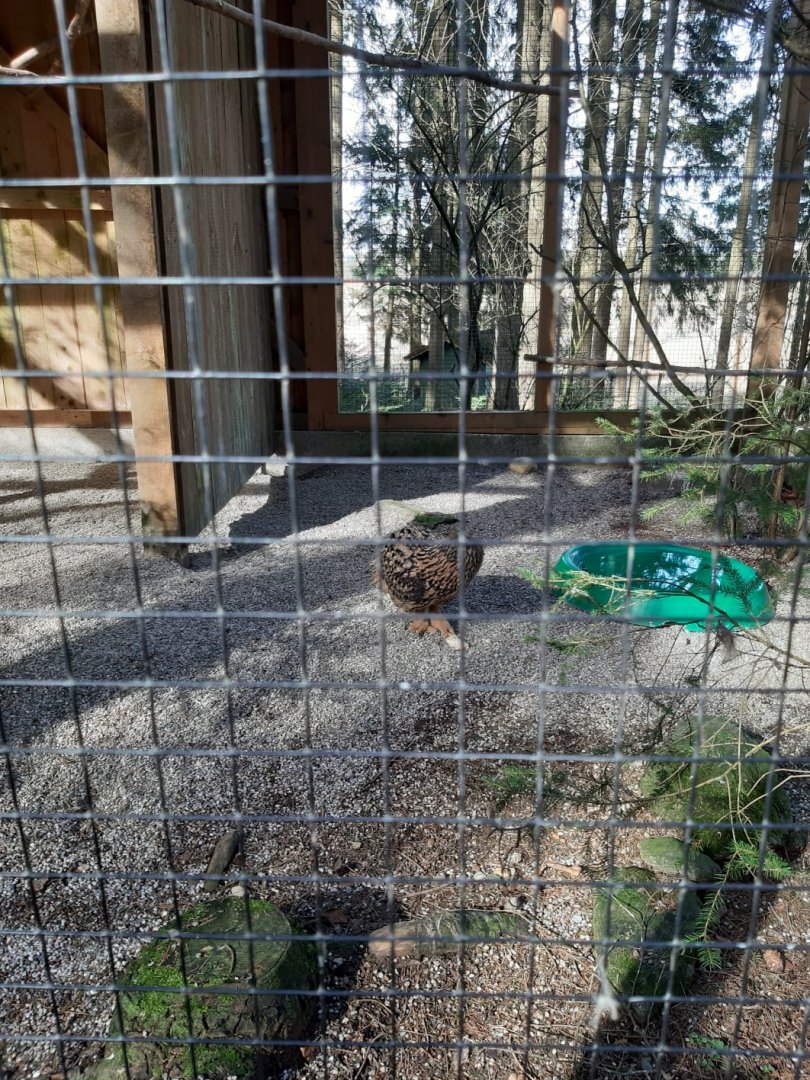 Eurasian Eagle owl Aviary