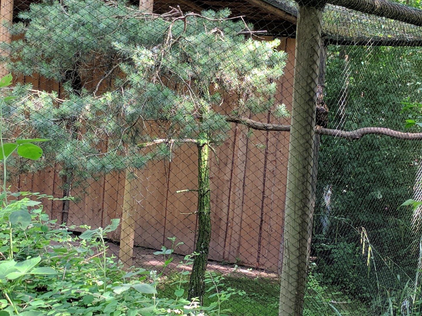 Eurasian Eagle Owl Aviary