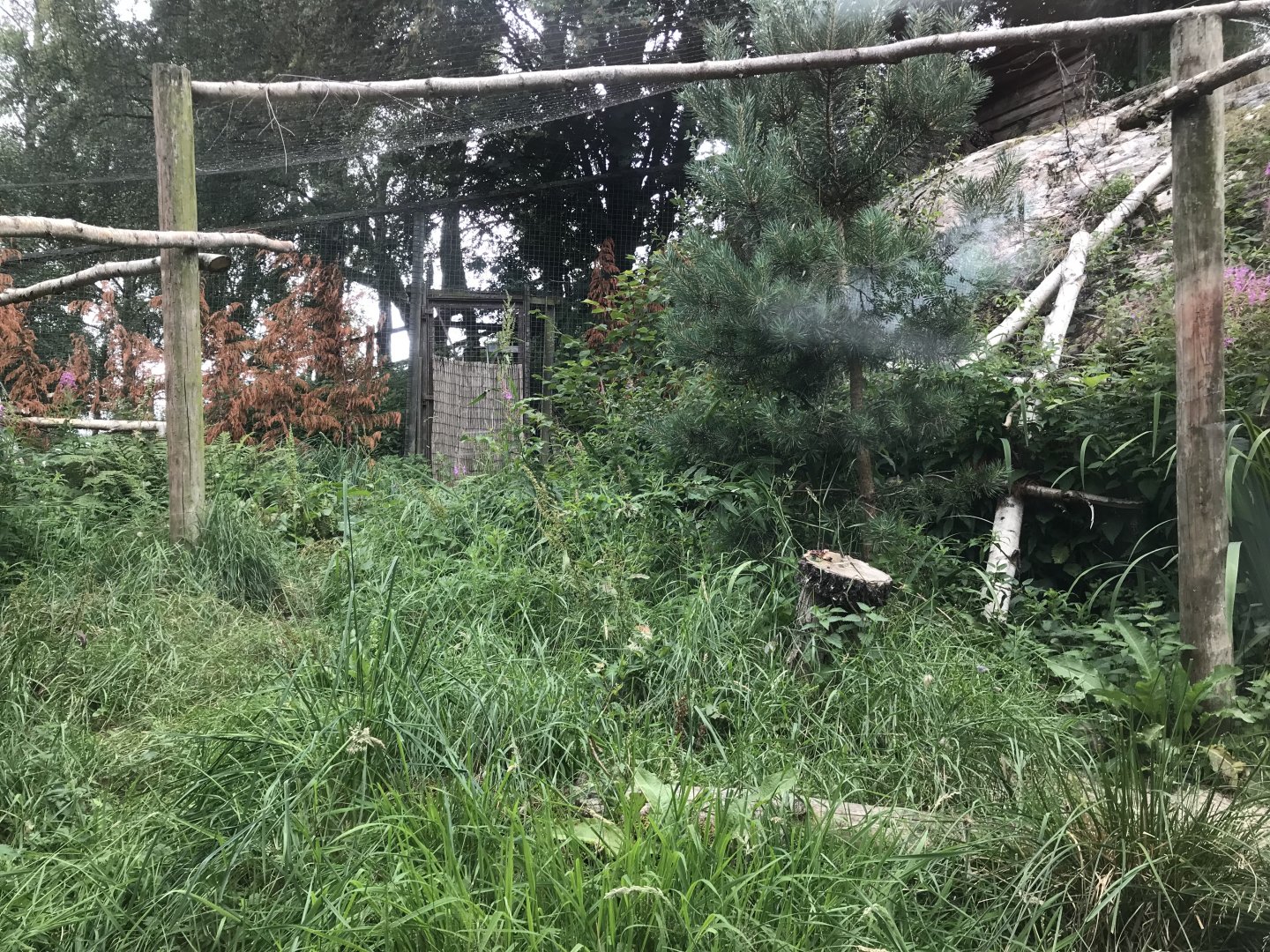 Eurasian eagle owl aviary