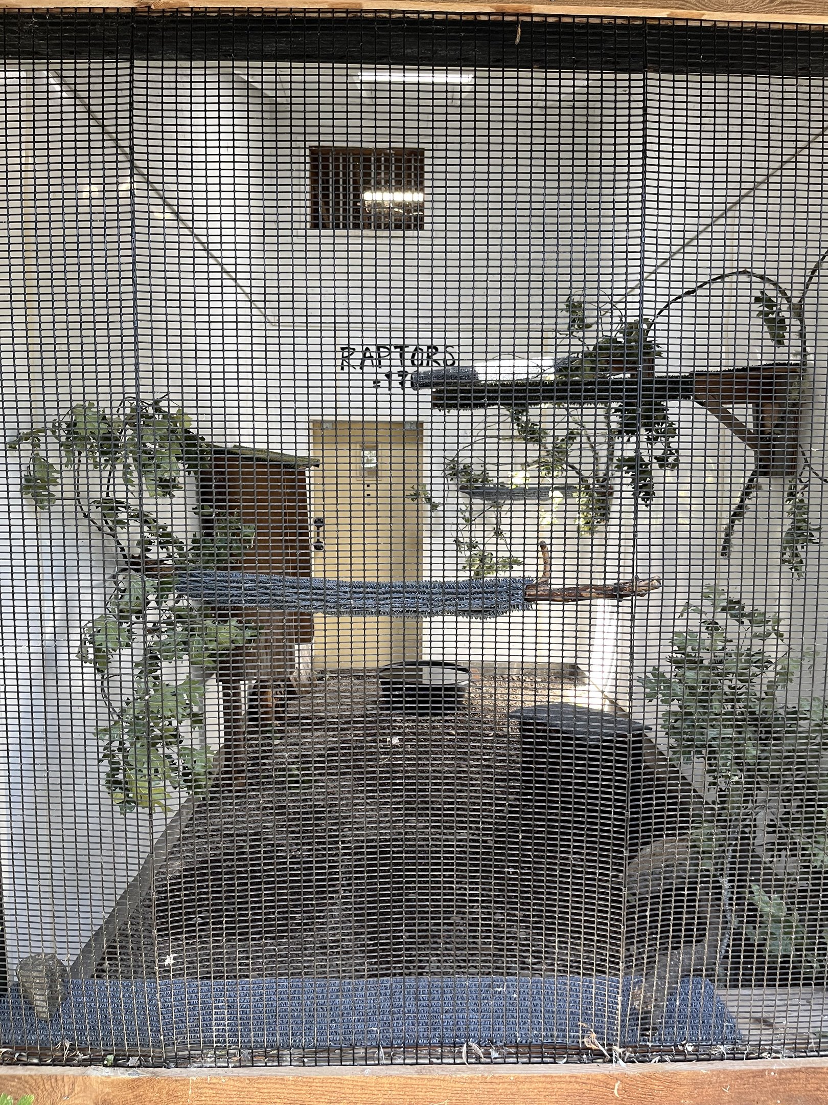 Eurasian Eagle Owl Aviary