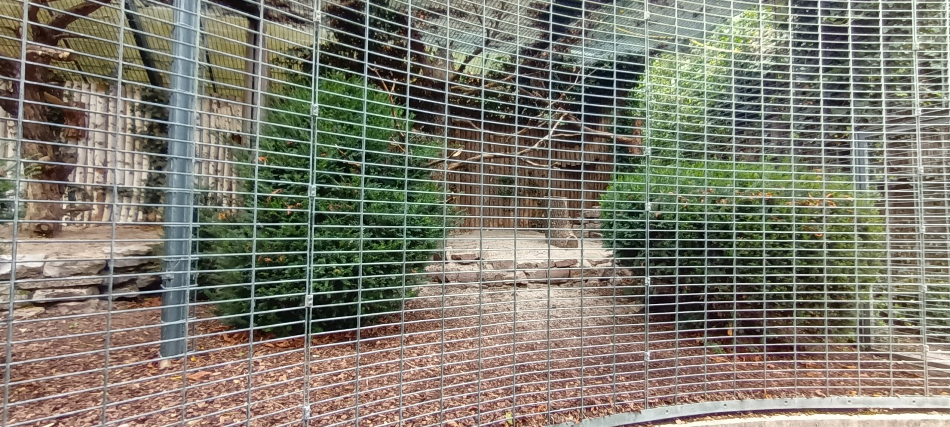 Eurasian eagle Owl Aviary