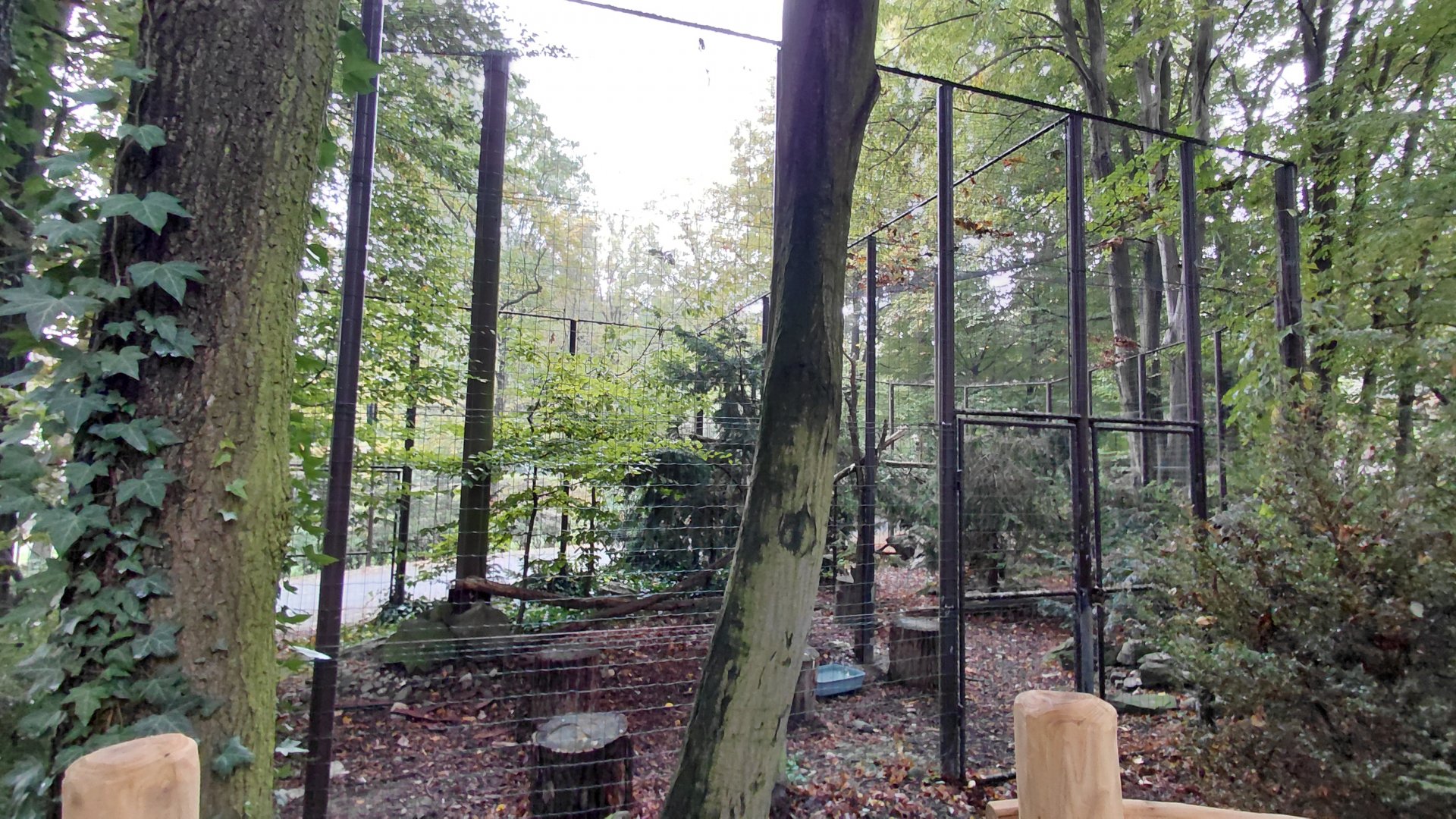 Eurasian eagle-owl aviary