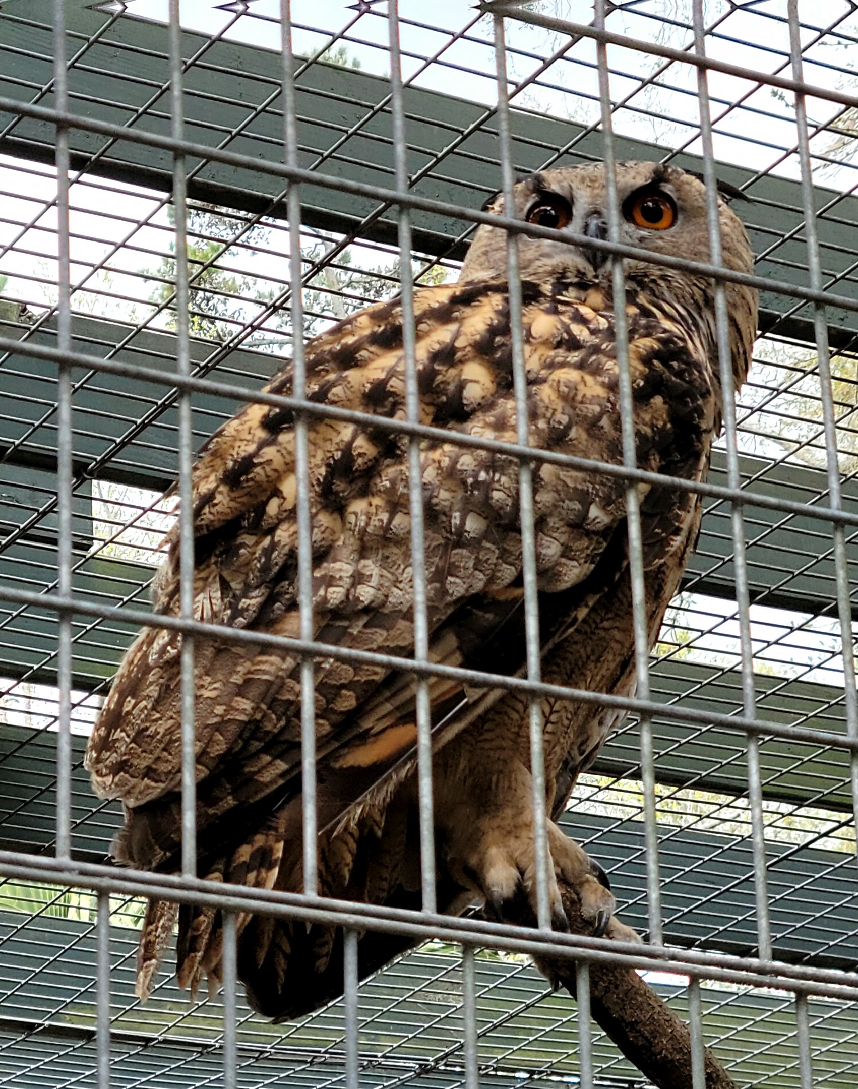 Eurasian Eagle Owl - Bee City Zoo - March 2025