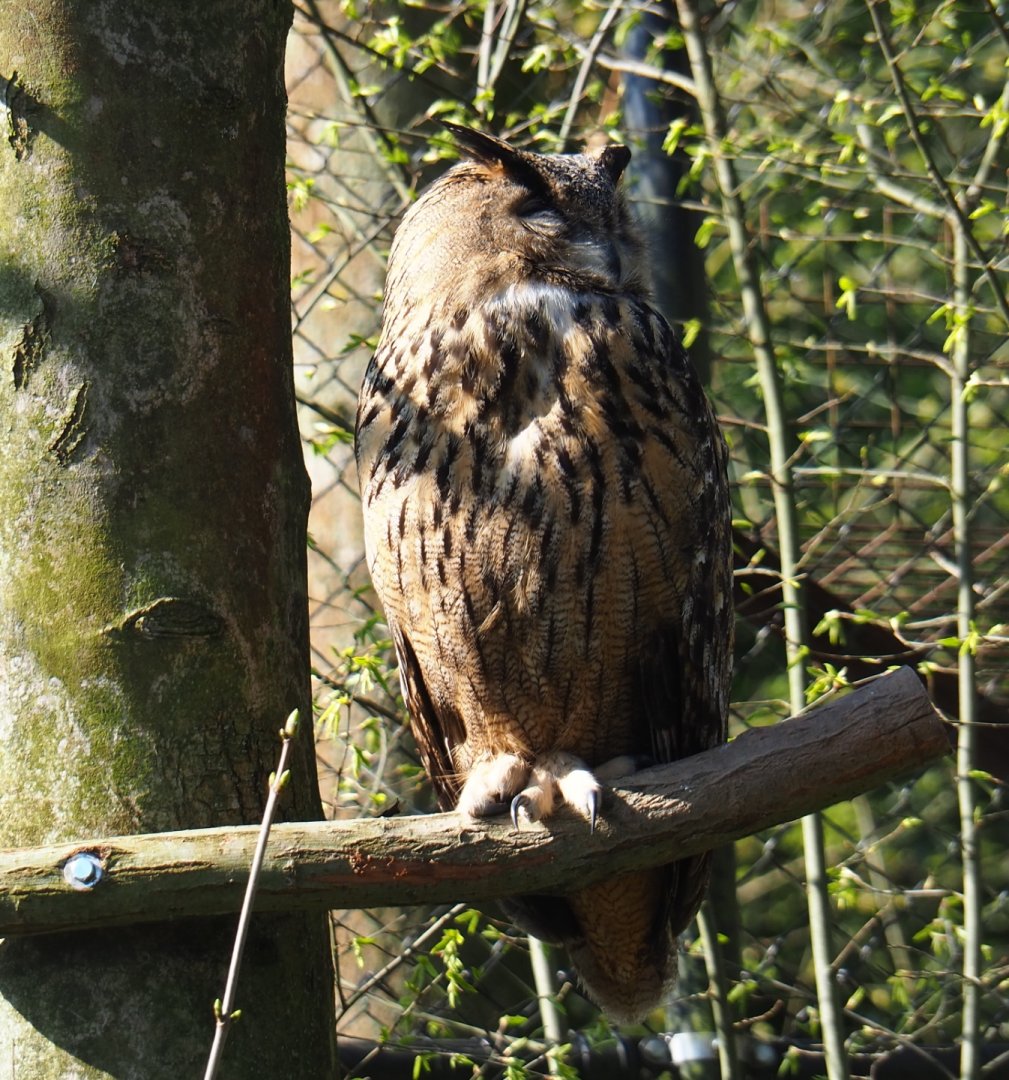 Eurasian eagle owl (Bubo bubo bubo), 2019-03-30