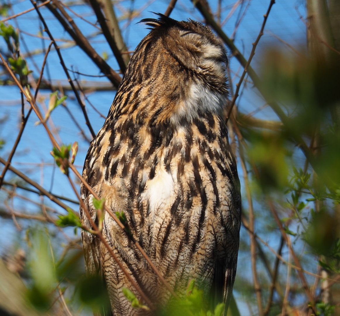 Eurasian eagle owl (Bubo bubo bubo), 2019-03-30