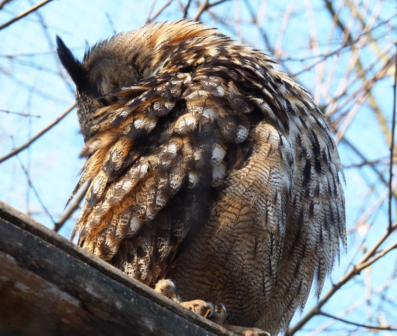 Eurasian eagle owl (Bubo bubo bubo), 2019-03-30