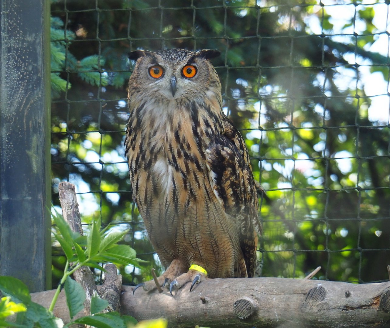 Eurasian eagle owl (Bubo bubo bubo), 2019-06-01