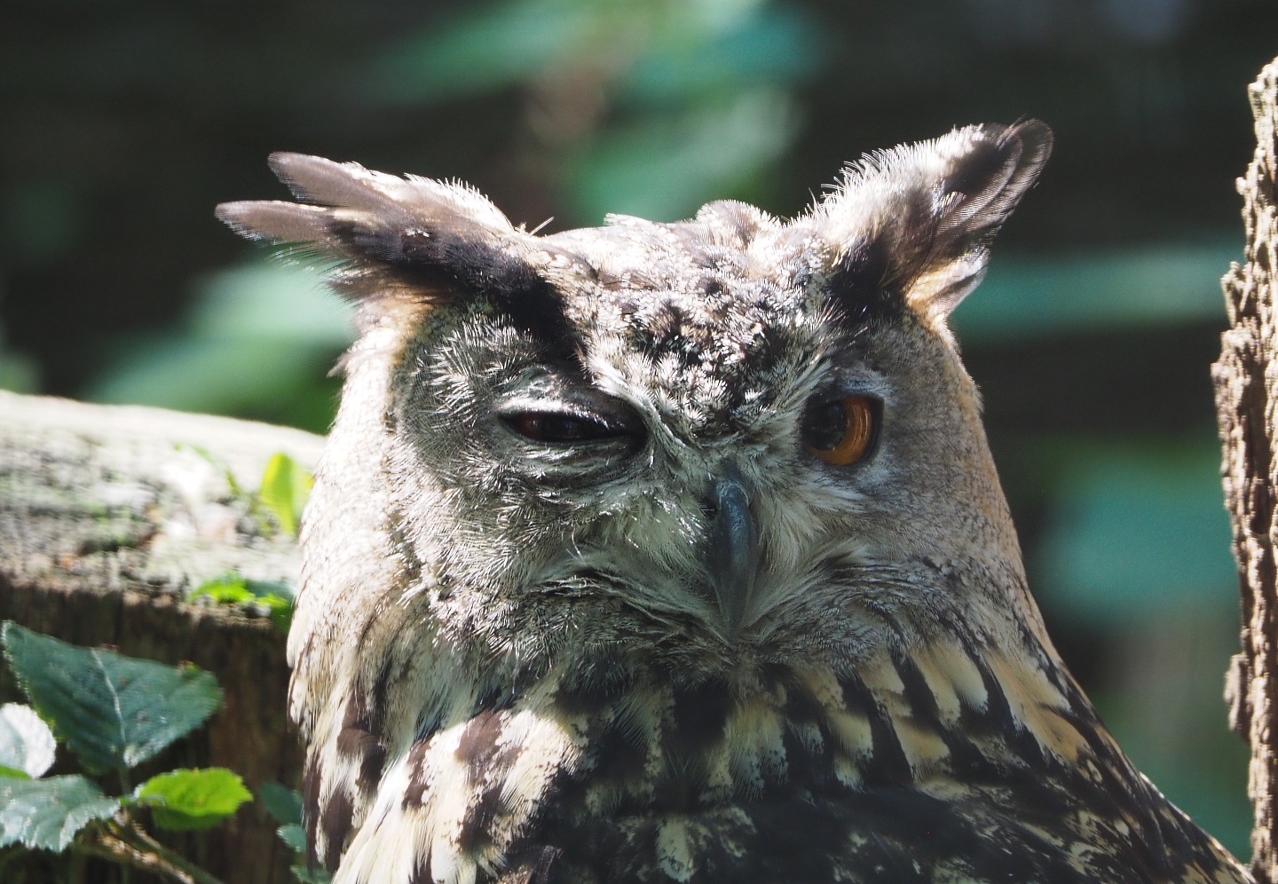 Eurasian eagle owl (Bubo bubo bubo), 2020-07-12