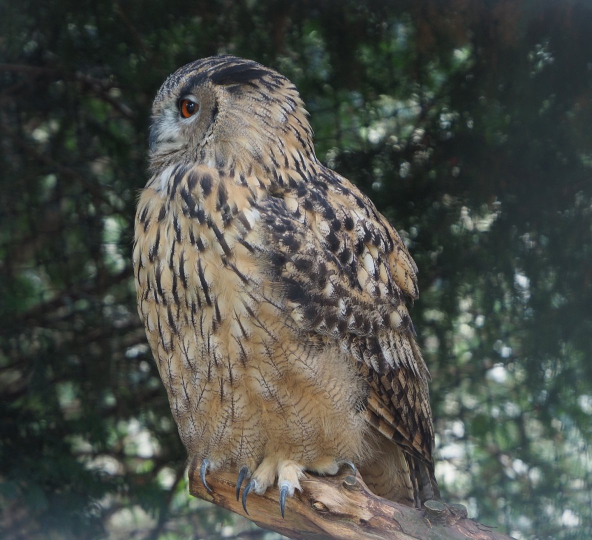 Eurasian eagle owl (Bubo bubo bubo), 2020-09-03