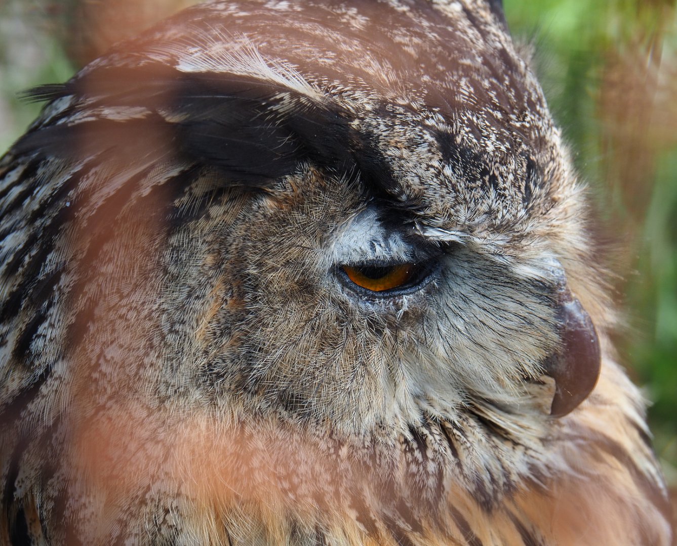 Eurasian eagle-owl (Bubo bubo bubo), 2020-09-12